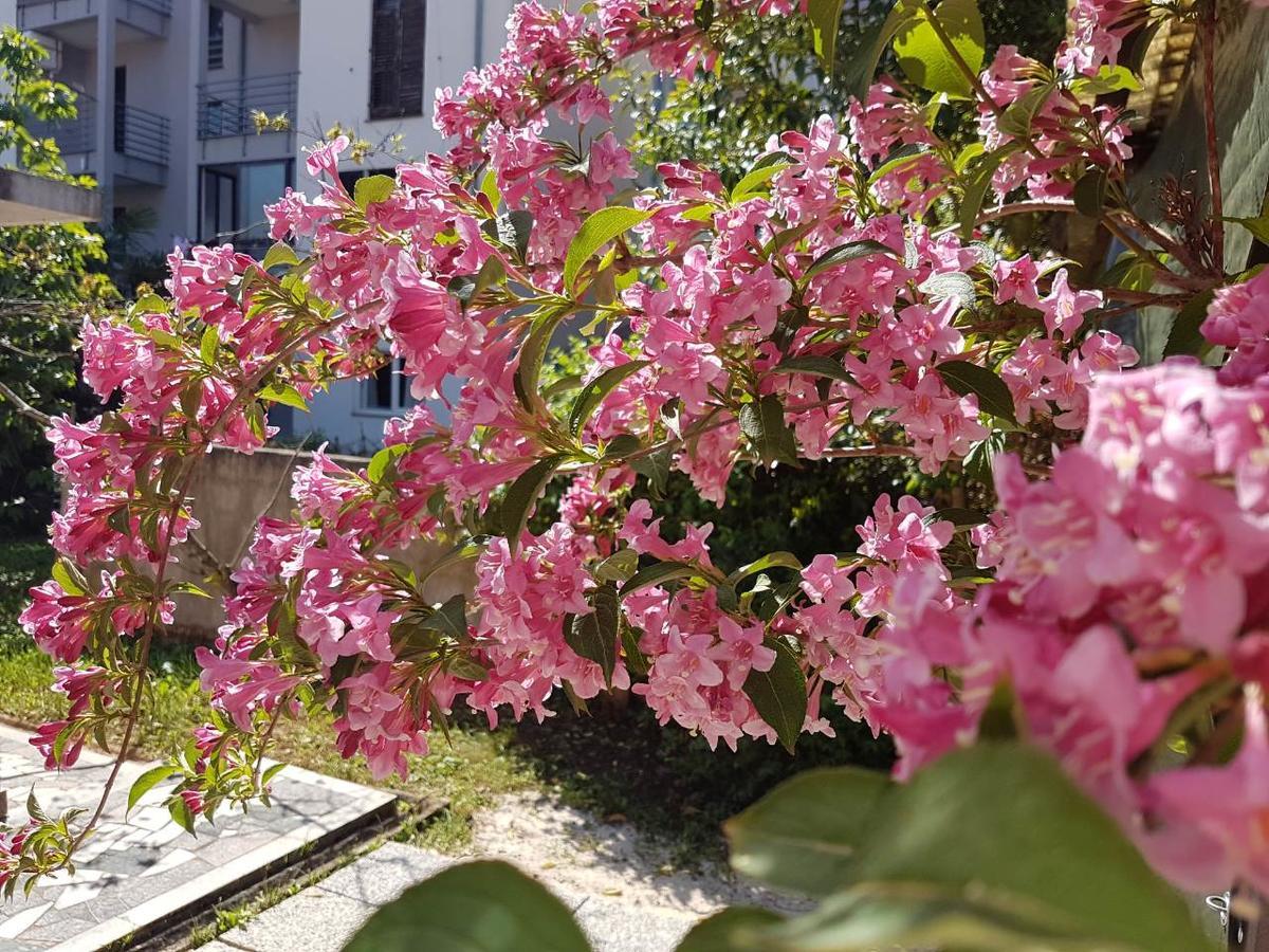Apartments Ella ロヴィニ エクステリア 写真